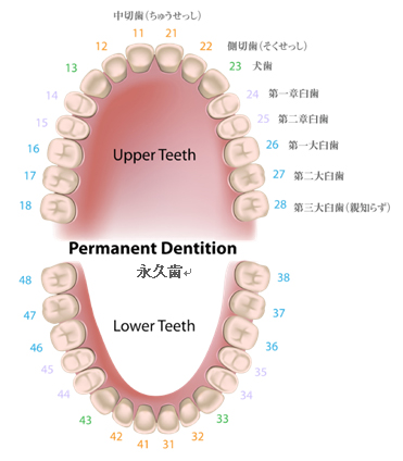 歯の画像